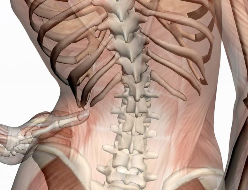 Structure of the lumbar spine